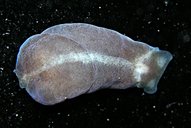 Phanerophthalmus albocollaris