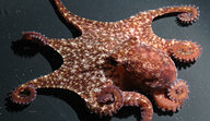 Octopus oliveri