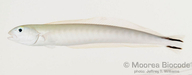 Malacanthus brevirostris