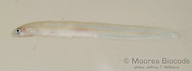 Gunnellichthys viridescens