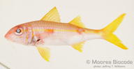 Mulloidichthys vanicolensis