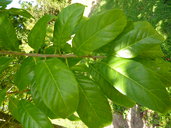 Pouteria campechiana