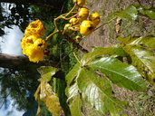 Cochlospermum vitifolium 'Plena'