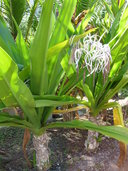 Crinum asiaticum var. procerum (white)