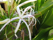 Crinum asiaticum var. procerum (white)