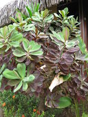 Euphorbia grantii