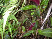 Macrothelypteris torresiana