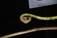 Tectaria dissecta