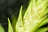 Selaginella laxa