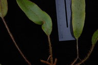 Elaphoglossum samoense