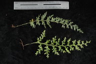 Hymenophyllum javanicum