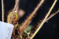 Callistopteris apiifolia