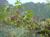 Maytenus vitiensis