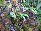Bulbophyllum tahitense