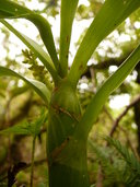 Eria rostriflora
