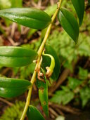 Dendrobium involutum