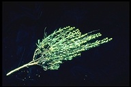 Artemisia rothrockii
