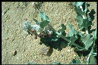 Asclepias californica