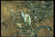 Asclepias eriocarpa