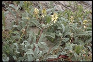 Astragalus curtipes
