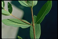 Apocynum androsaemifolium