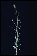 Caulanthus lasiophyllus