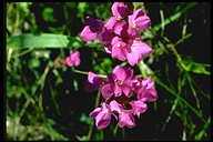 Arabis blepharophylla