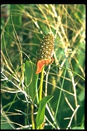 Anemopsis californica