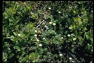 Photo of Antennaria suffrutescens