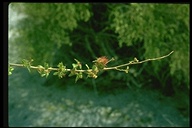 Acalypha californica