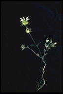 Acanthomintha lanceolata