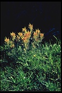 Castilleja applegatei ssp. pallida