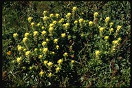 Castilleja latifolia