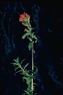 Castilleja mendocinensis