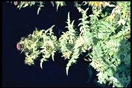 Cirsium douglasii var. douglasii