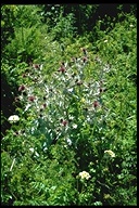 Cirsium douglasii var. douglasii