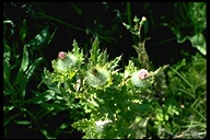 Cirsium brevistylum