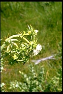 Cirsium fontinale var. campylon