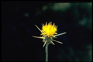 Centaurea solstitialis