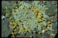 Eriogonum caespitosum