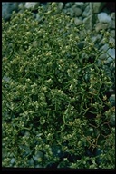 Eriogonum rixfordii