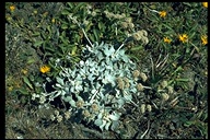 Eriogonum latifolium