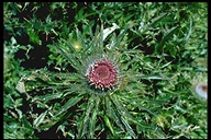 Cirsium andrewsii