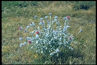 Cirsium occidentale