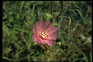 Clarkia amoena ssp. huntiana
