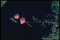 Clarkia amoena ssp. huntiana