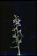 Clarkia heterandra