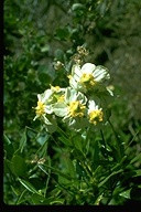 Carpenteria californica