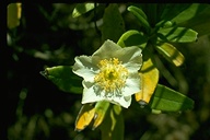Carpenteria californica