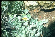 Convolvulus sp.